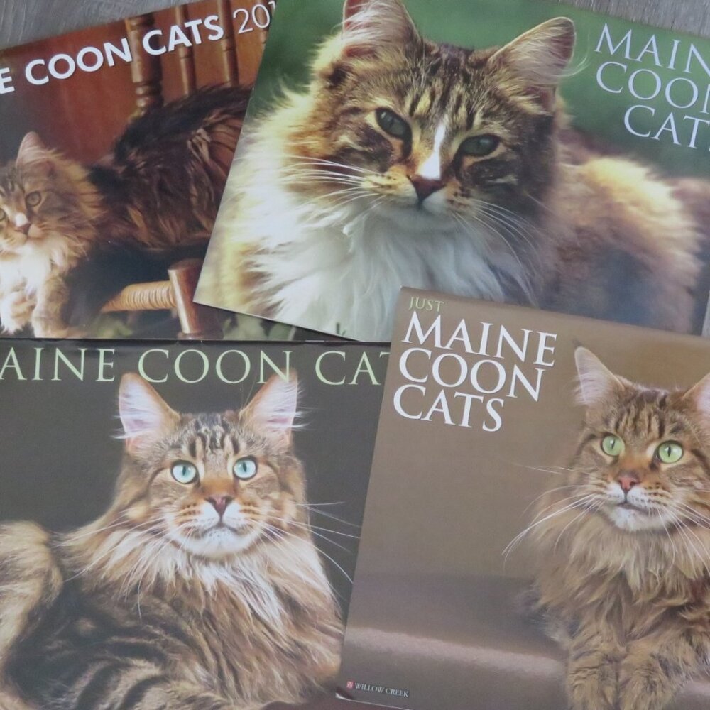 Set of 4 MAINE COON Cats Calendars 2011/12/13/14 (F85)